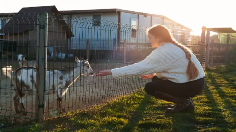 Why Fixing a Fence Is Almost Always Worth It Before Replacing It